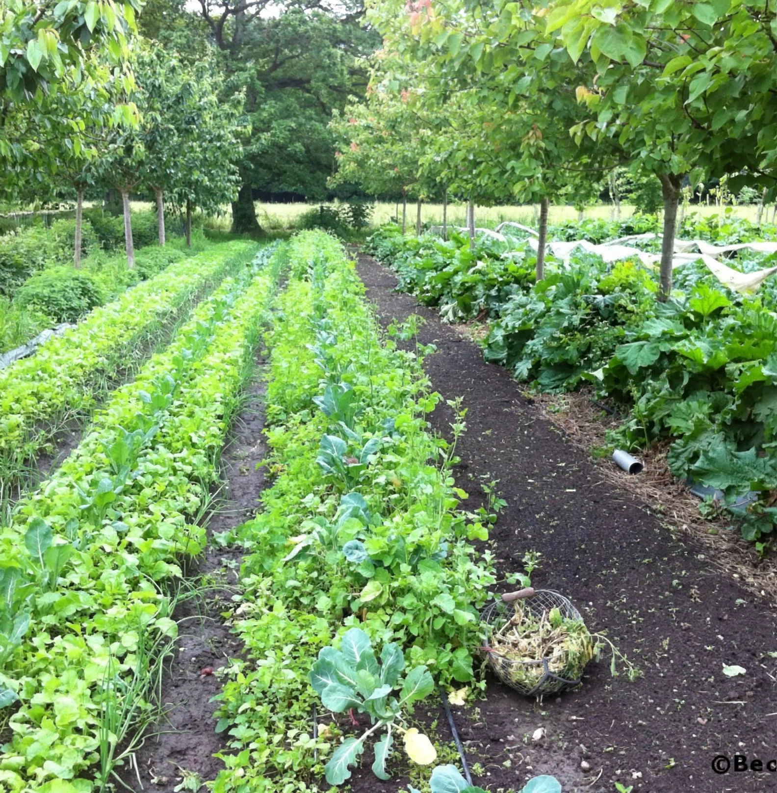 Le potager en maraîchage, planches de culture au printemps